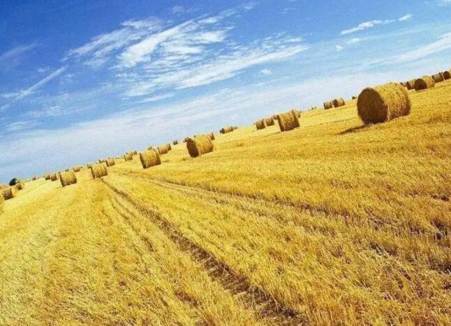 农业农村部全面实施秸秆综合利用行动