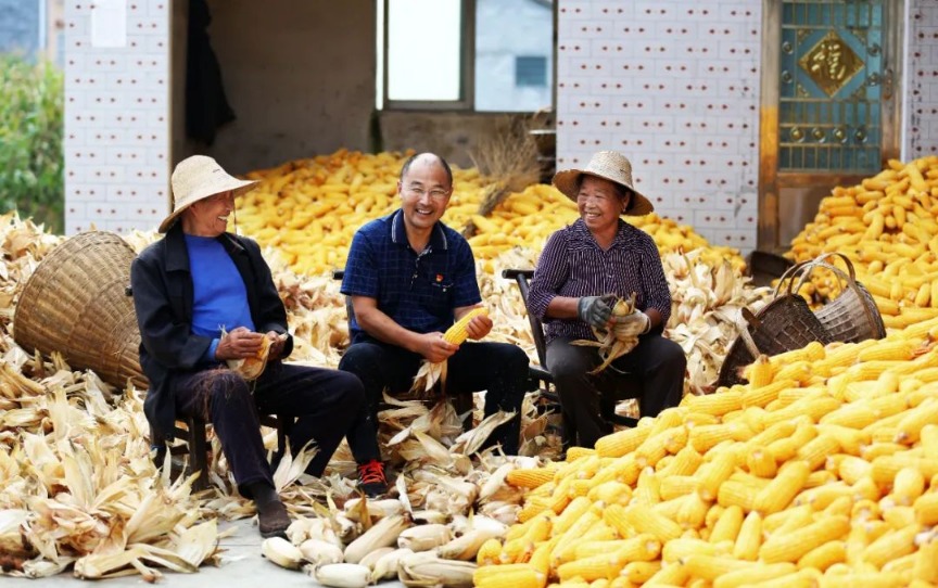 半月谈丨一棵苗变一片林，客观题变主观题……从脱贫攻坚到乡村振兴，工作队长有话说