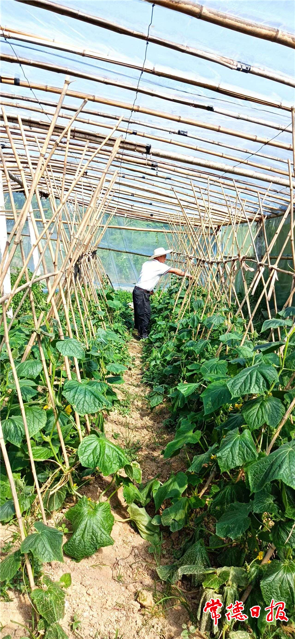 蔬菜大棚实现“脱贫梦”——津市新洲镇庹家峪村马和平脱贫记(图2)