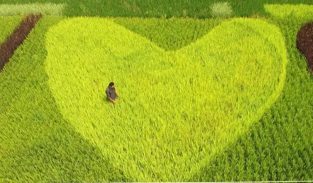 十个农业项目八个死,他们为什么会失败?(图2) 十个农业项目八个死,他们为什么会失败?