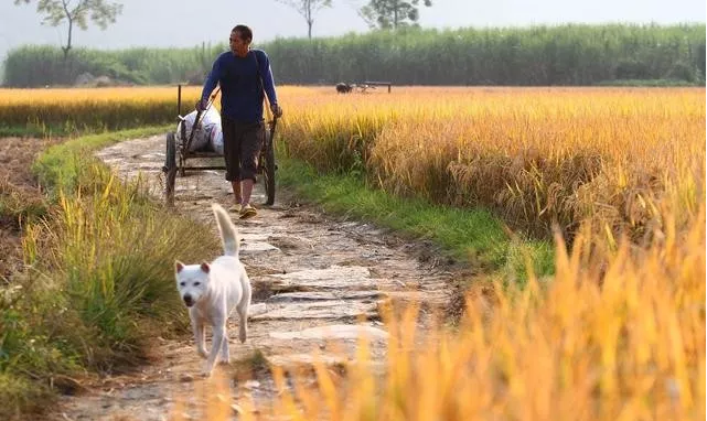 十个农业项目八个死,他们为什么会失败?(图3) 十个农业项目八个死,他们为什么会失败?