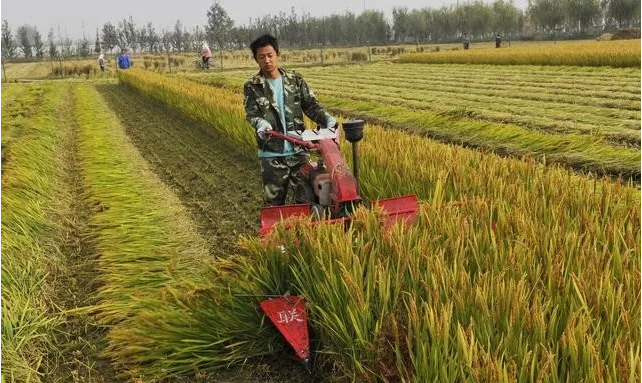 十个农业项目八个死,他们为什么会失败?(图4) 十个农业项目八个死,他们为什么会失败?