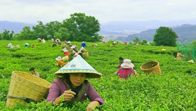十个农业项目八个死,他们为什么会失败?(图5) 十个农业项目八个死,他们为什么会失败?