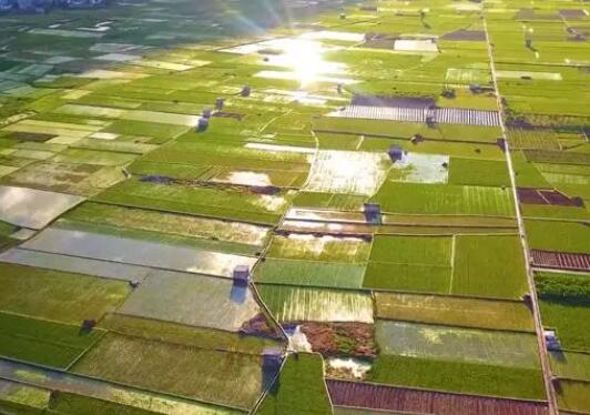 张红宇：以更有力举措加快发展乡村产业