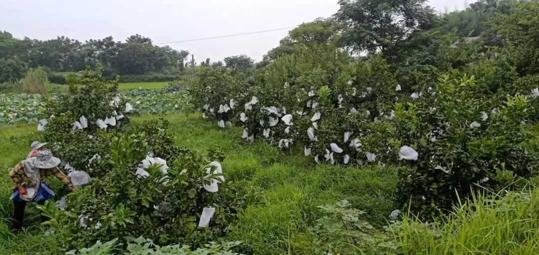 微信图片_20220815225951.jpg 微信图片_20220815225951.jpg