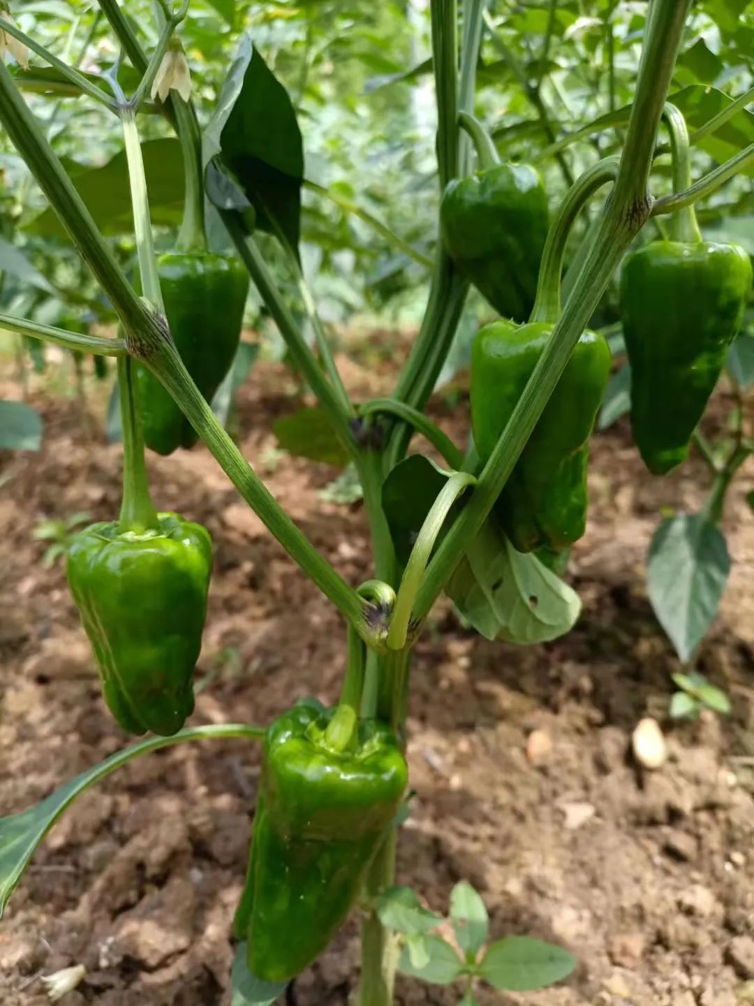 微信图片_20220831150822.jpg 微信图片_20220831150822.jpg