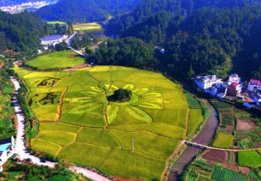 让产业发展“头雁”成为乡村振兴生力军