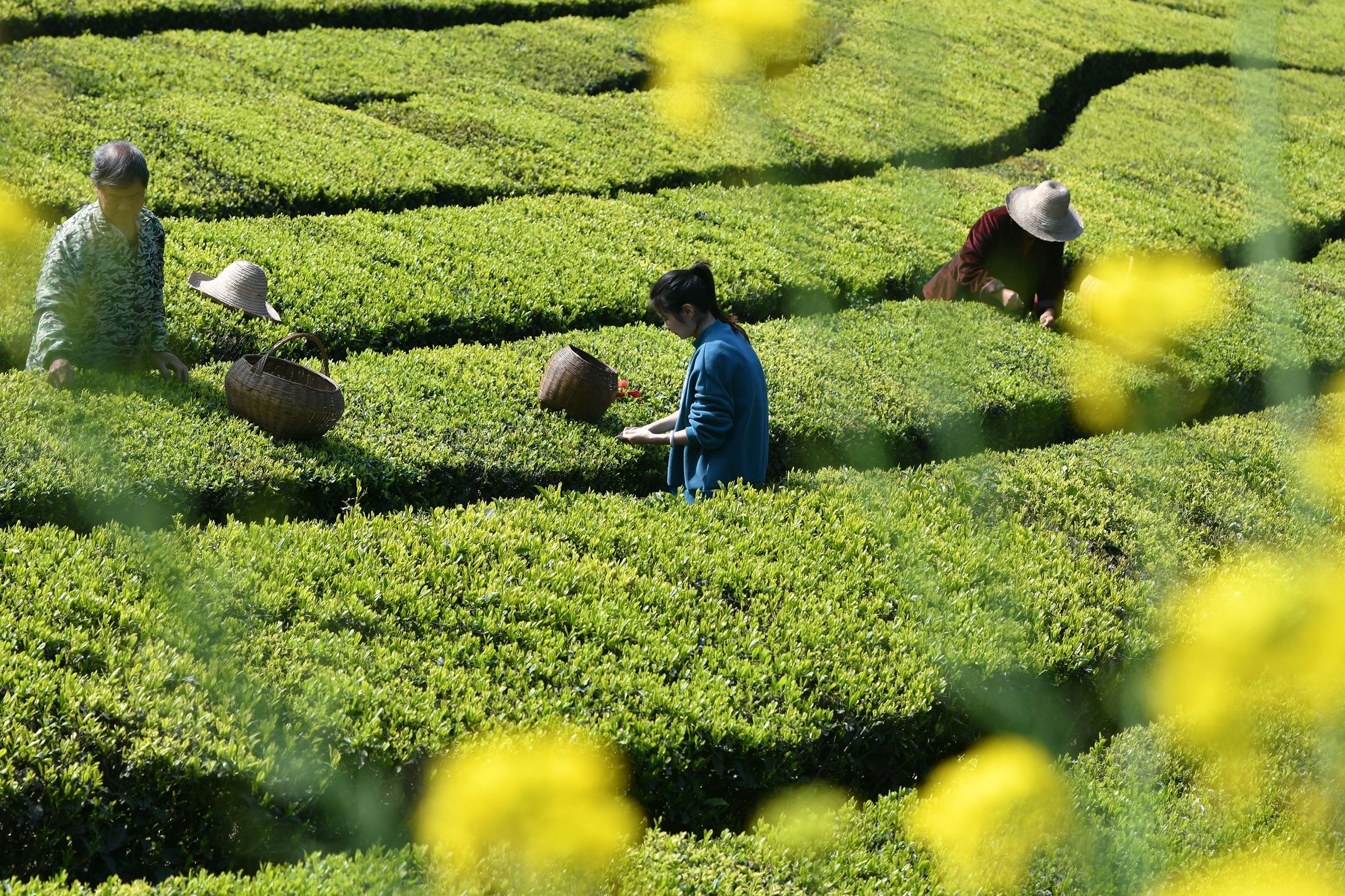 培育“领头雁” 助力乡村产业振翅高飞