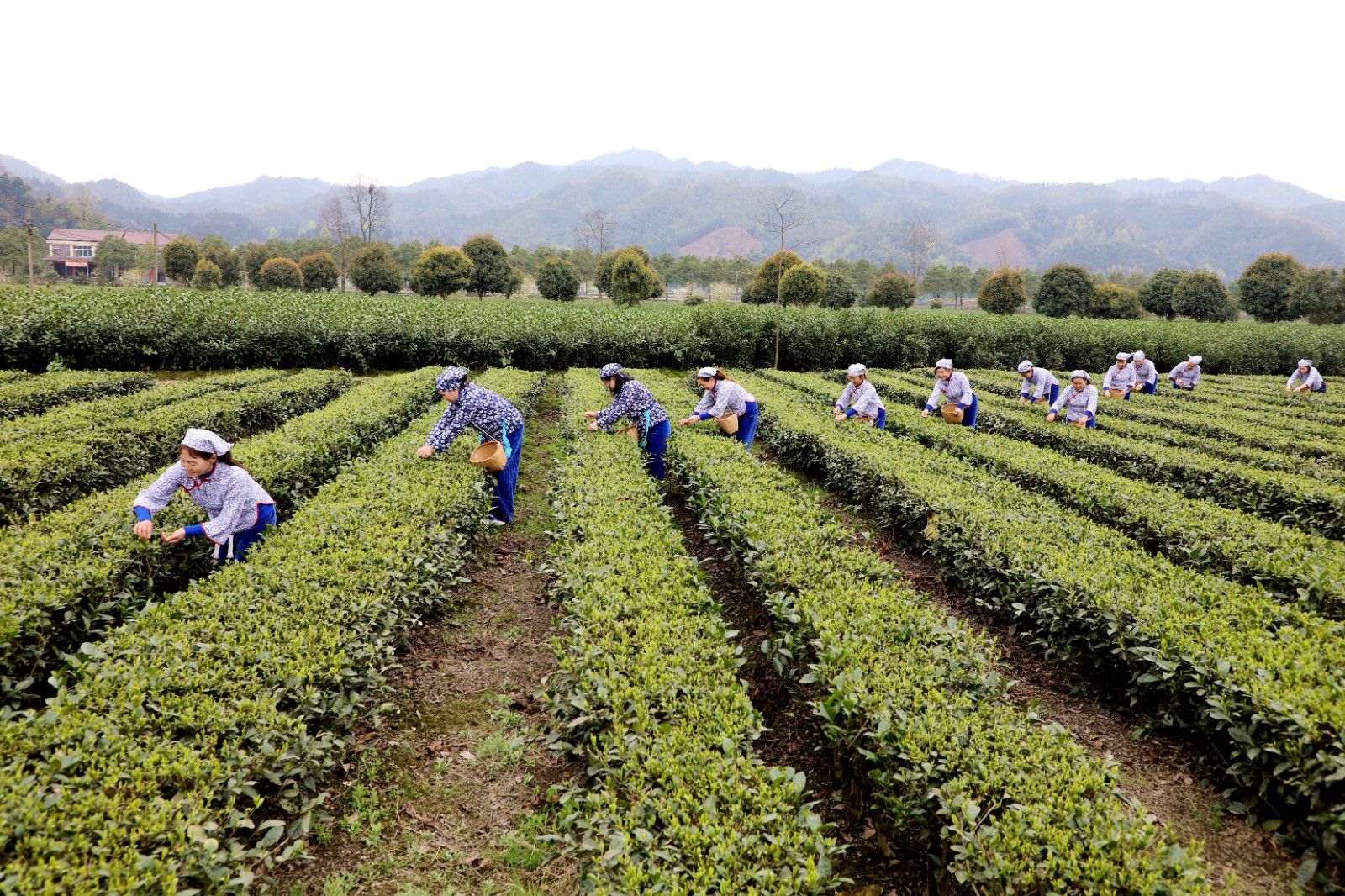 采摘明前茶供应市场5.JPG 抢抓时机采摘“明前茶”供应市场(图5)