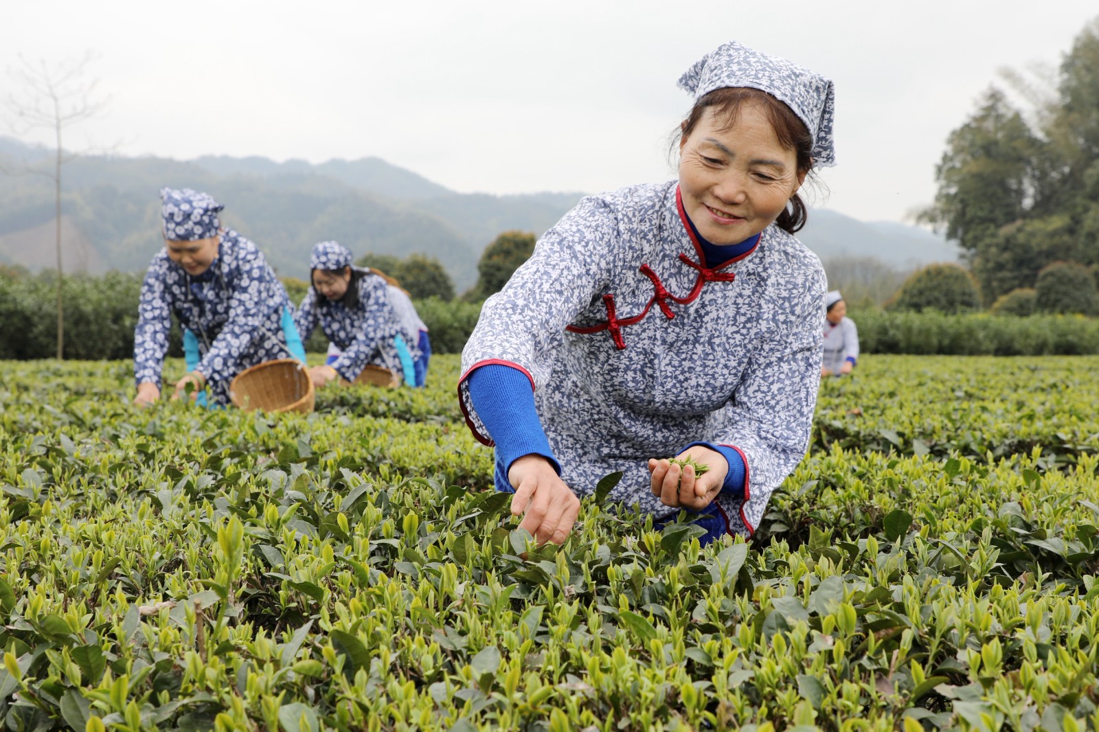 采摘明前茶供应市场4.JPG 抢抓时机采摘“明前茶”供应市场(图4)