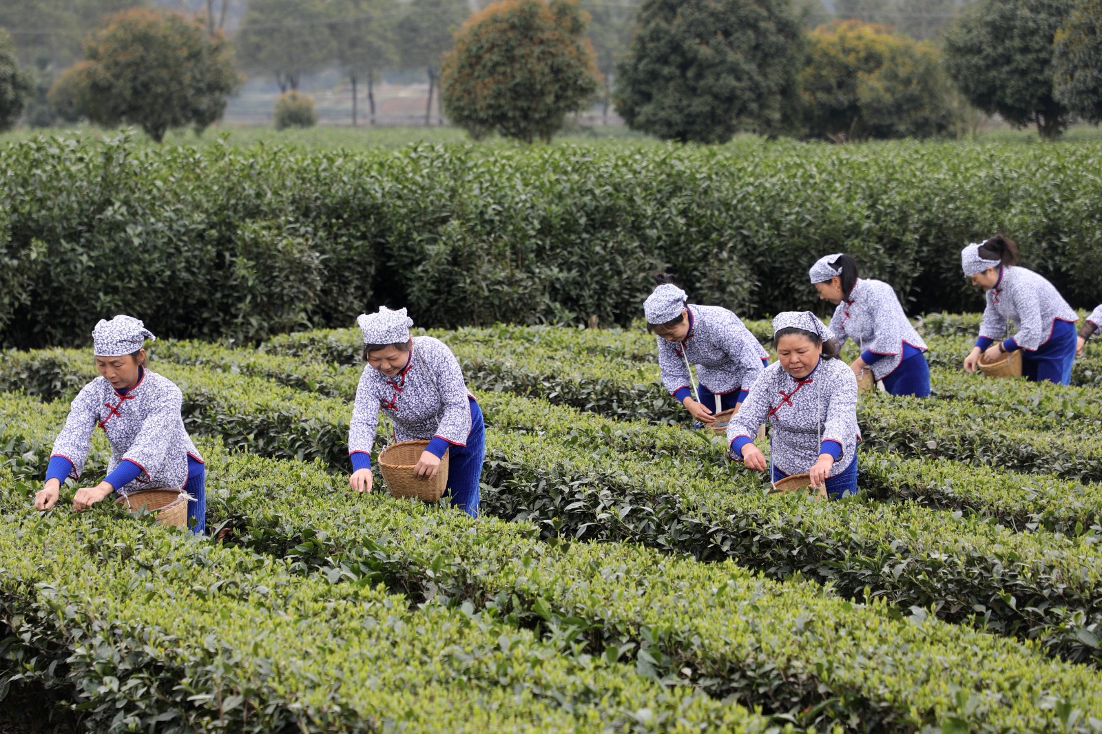 采摘明前茶供应市场3.JPG 抢抓时机采摘“明前茶”供应市场(图3)