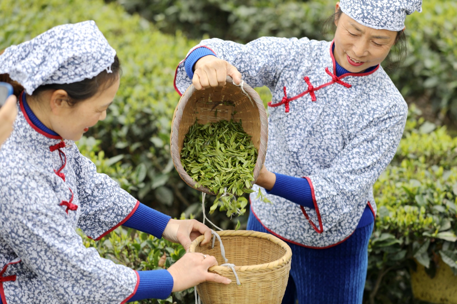 采摘明前茶供应市场6.JPG 抢抓时机采摘“明前茶”供应市场(图6)