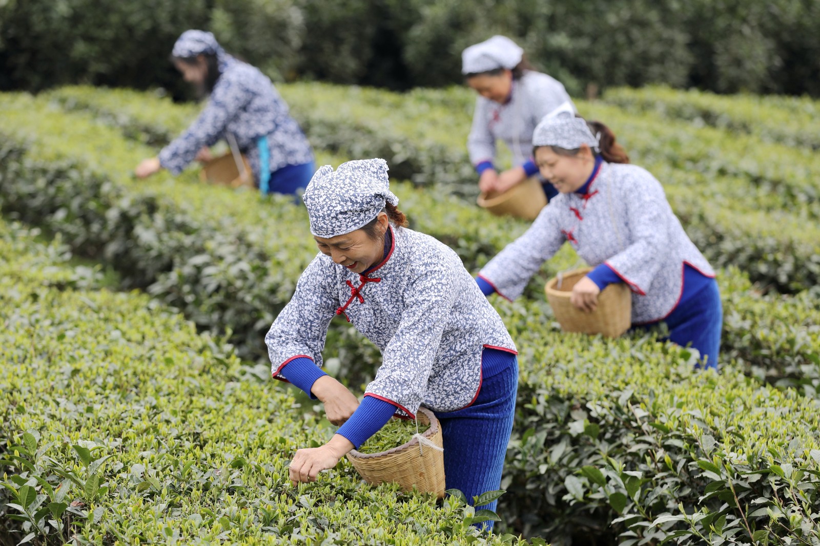 采摘明前茶供应市场7.JPG 抢抓时机采摘“明前茶”供应市场(图7)