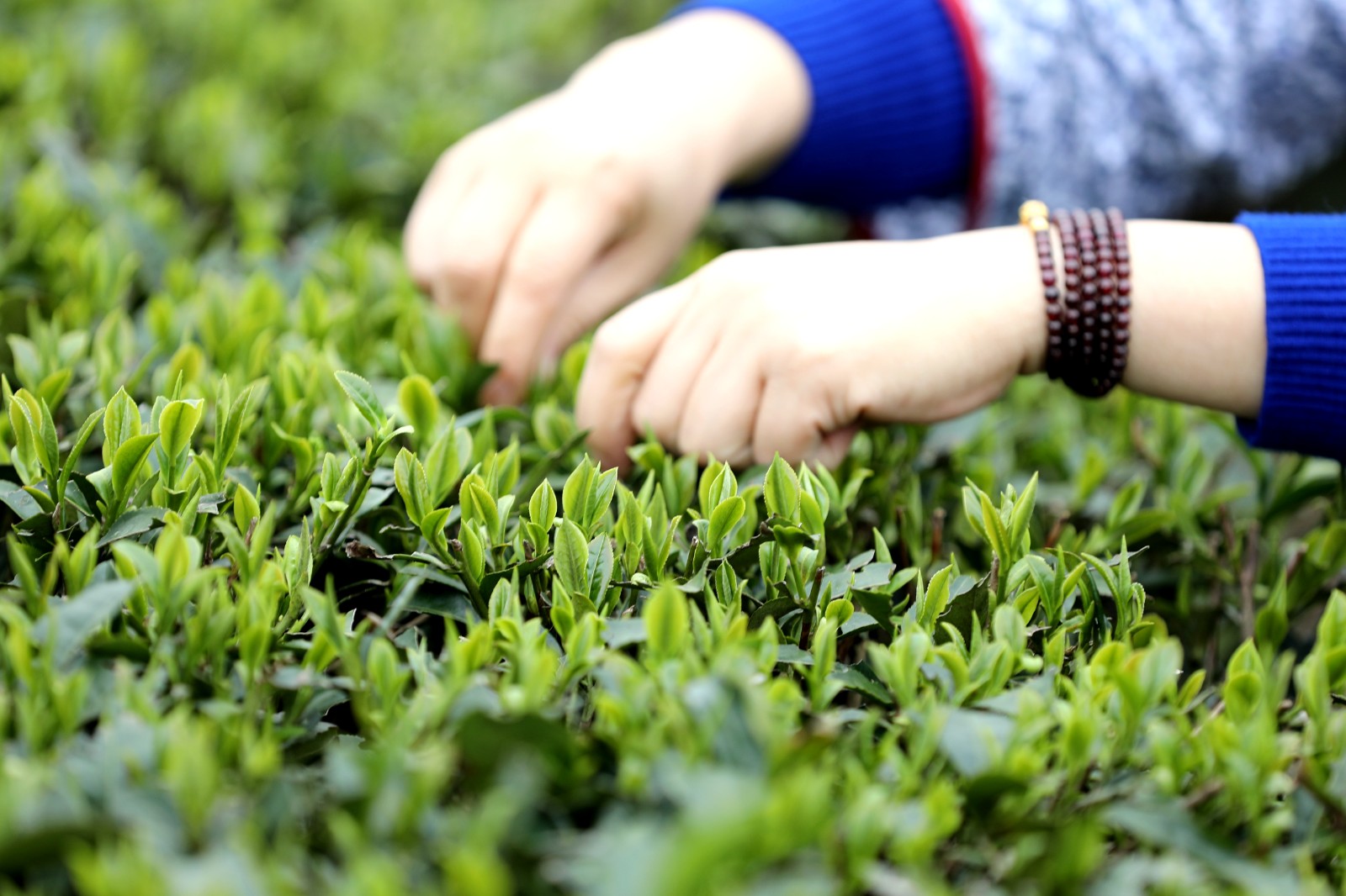 采摘明前茶供应市场8.JPG 抢抓时机采摘“明前茶”供应市场(图8)