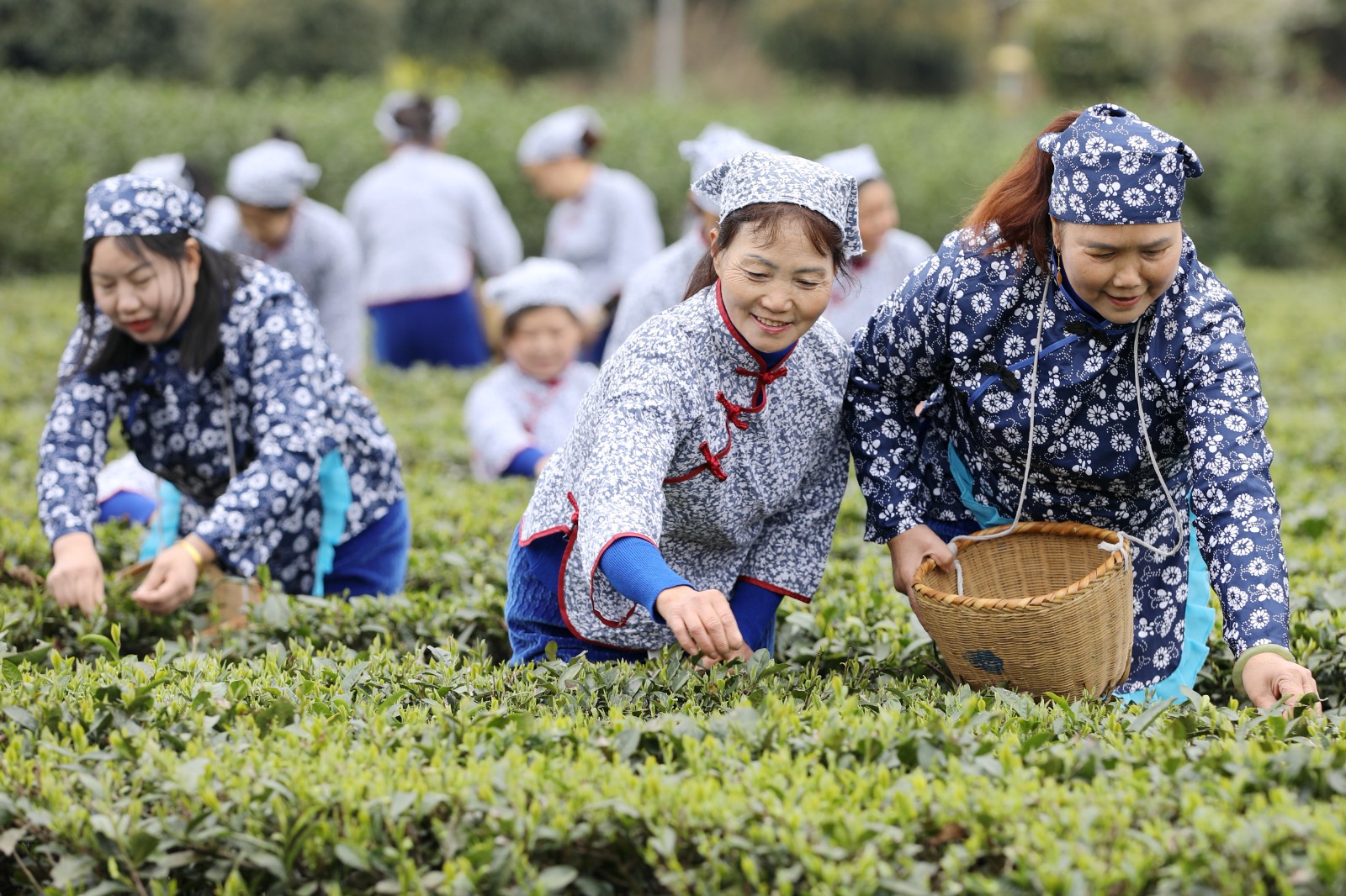 采摘明前茶供应市场2.JPG 抢抓时机采摘“明前茶”供应市场(图2)