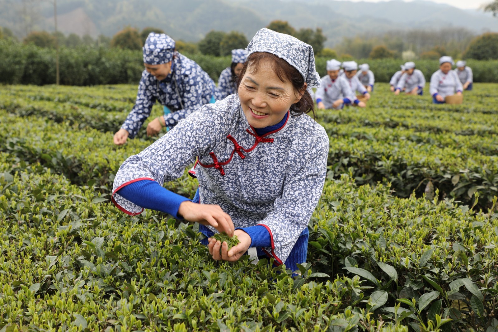 抢抓时机采摘“明前茶”供应市场9.JPG 抢抓时机采摘“明前茶”供应市场(图9)