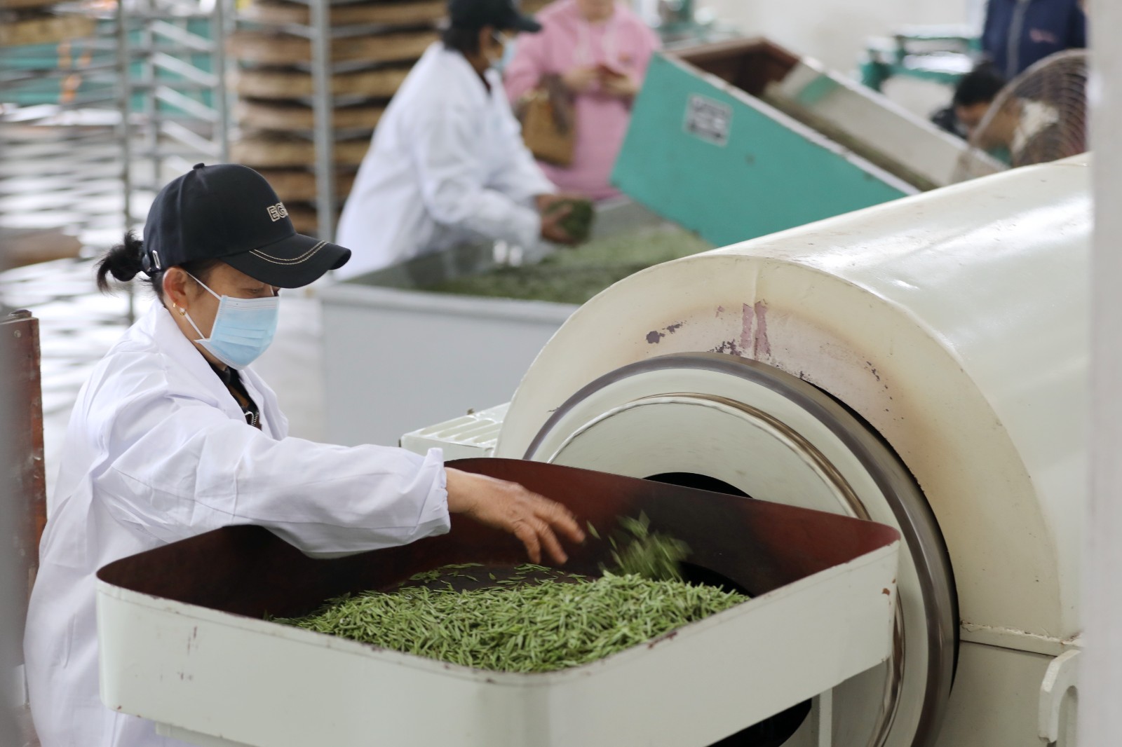 湖南常德：应对“明前茶”市场需求高峰