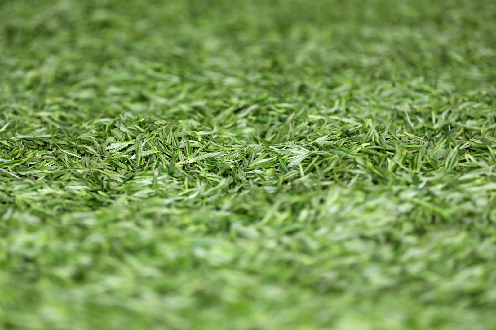 湖南常德：应对“明前茶”市场需求高峰(图4)