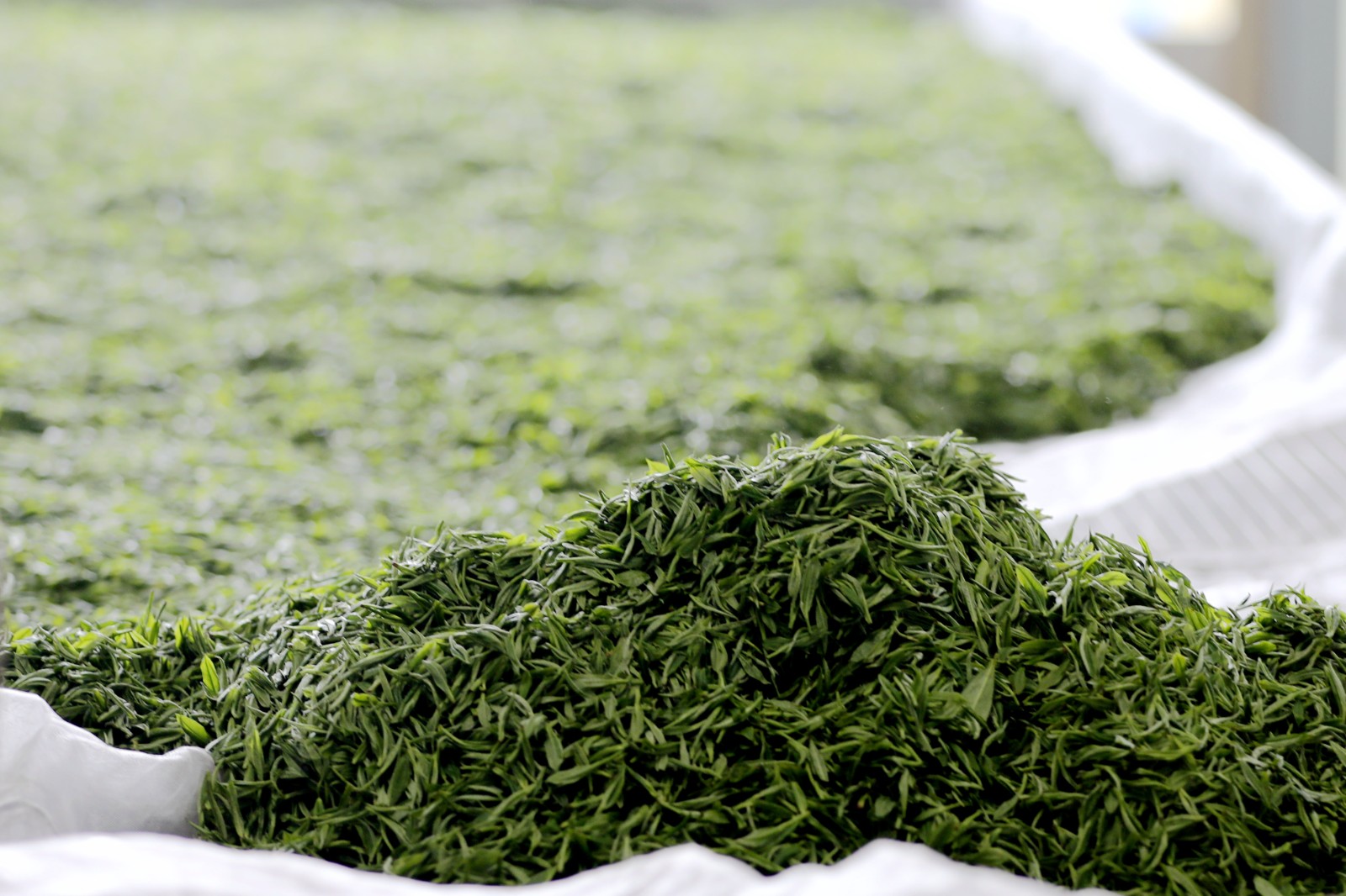 湖南常德：应对“明前茶”市场需求高峰(图3)