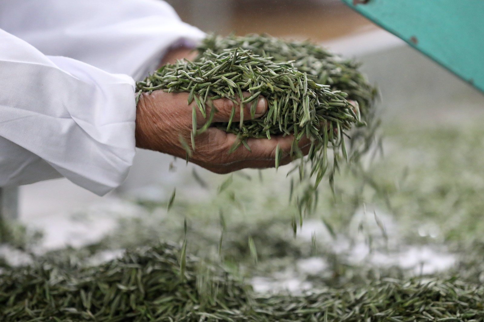 湖南常德：应对“明前茶”市场需求高峰(图6)