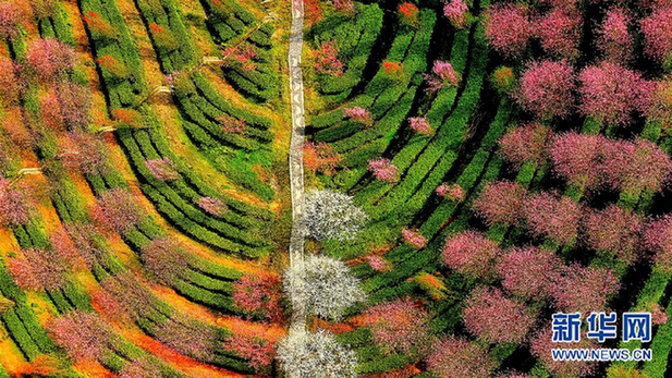 采春芽、制新茶,湖南安化迎春茶采摘高峰(图3) 采春芽、制新茶,湖南安化迎春茶采摘高峰(图3)