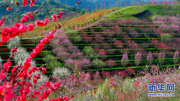 采春芽、制新茶,湖南安化迎春茶采摘高峰(图2) 采春芽、制新茶,湖南安化迎春茶采摘高峰(图2)
