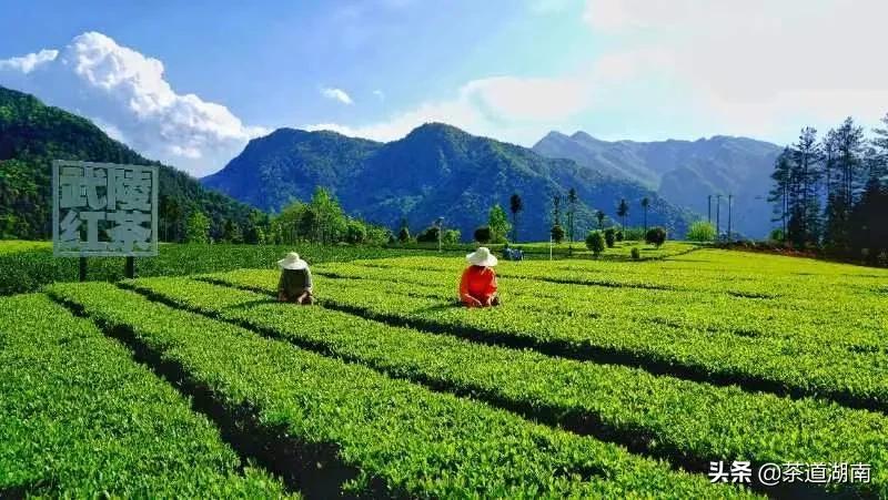 “武陵红考茶团”走进壶瓶山有机茶园(图5) “武陵红考茶团”走进壶瓶山有机茶园