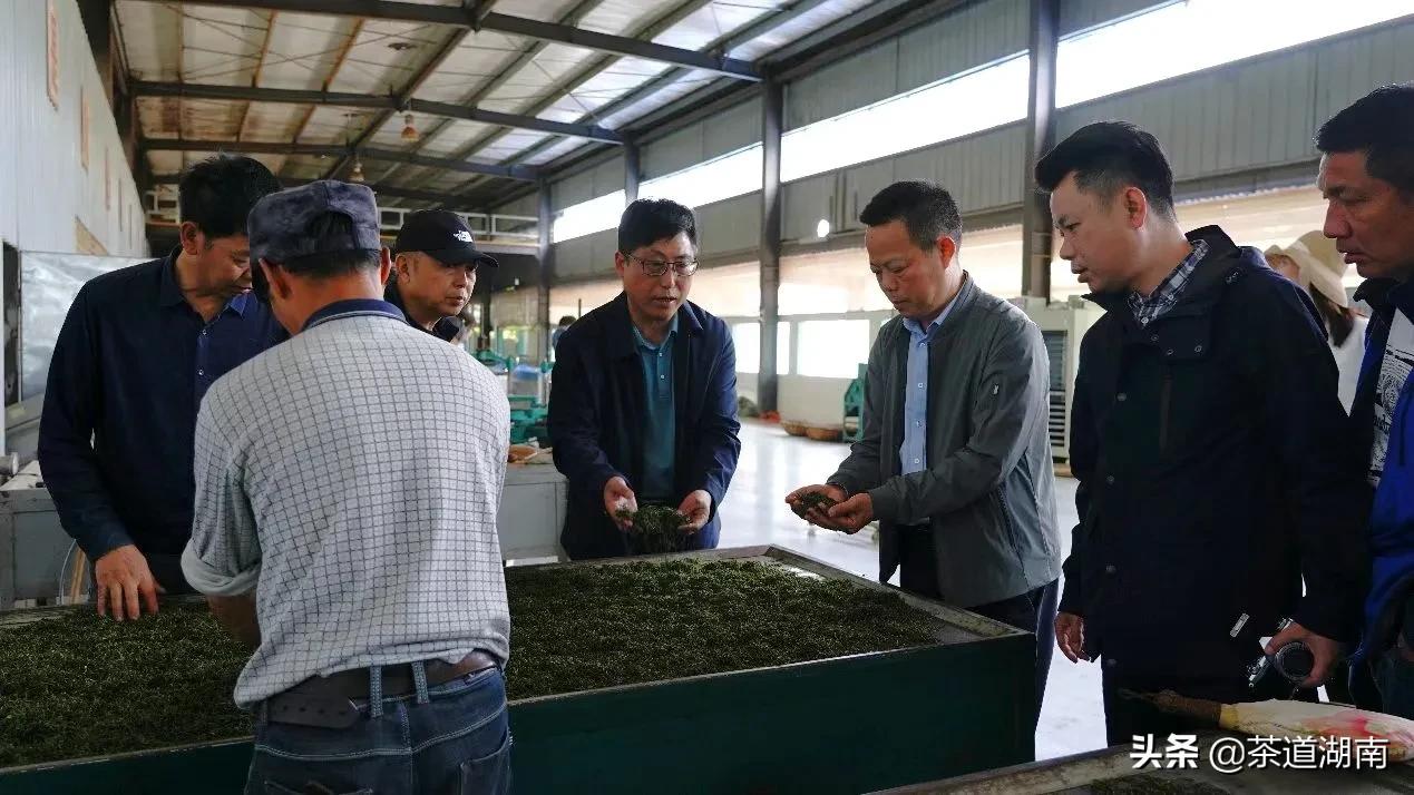 “武陵红考茶团”走进壶瓶山有机茶园(图3) “武陵红考茶团”走进壶瓶山有机茶园