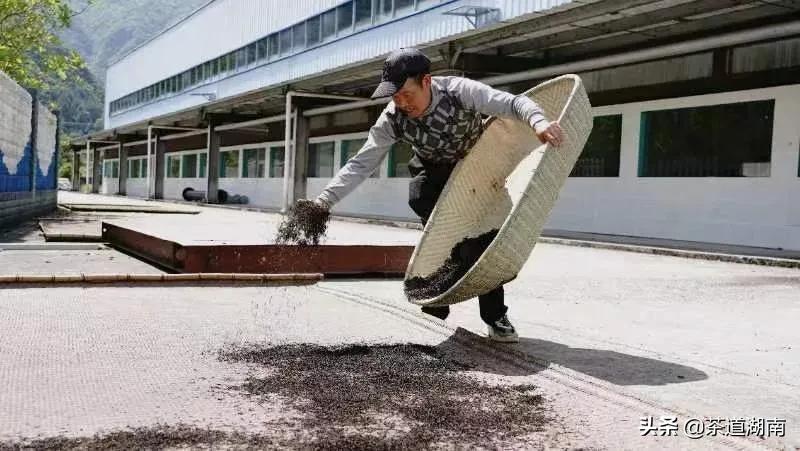 “武陵红考茶团”走进壶瓶山有机茶园(图4) “武陵红考茶团”走进壶瓶山有机茶园
