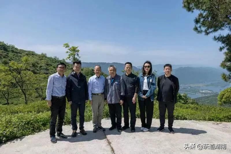“武陵红考茶团”走进壶瓶山有机茶园(图7) “武陵红考茶团”走进壶瓶山有机茶园