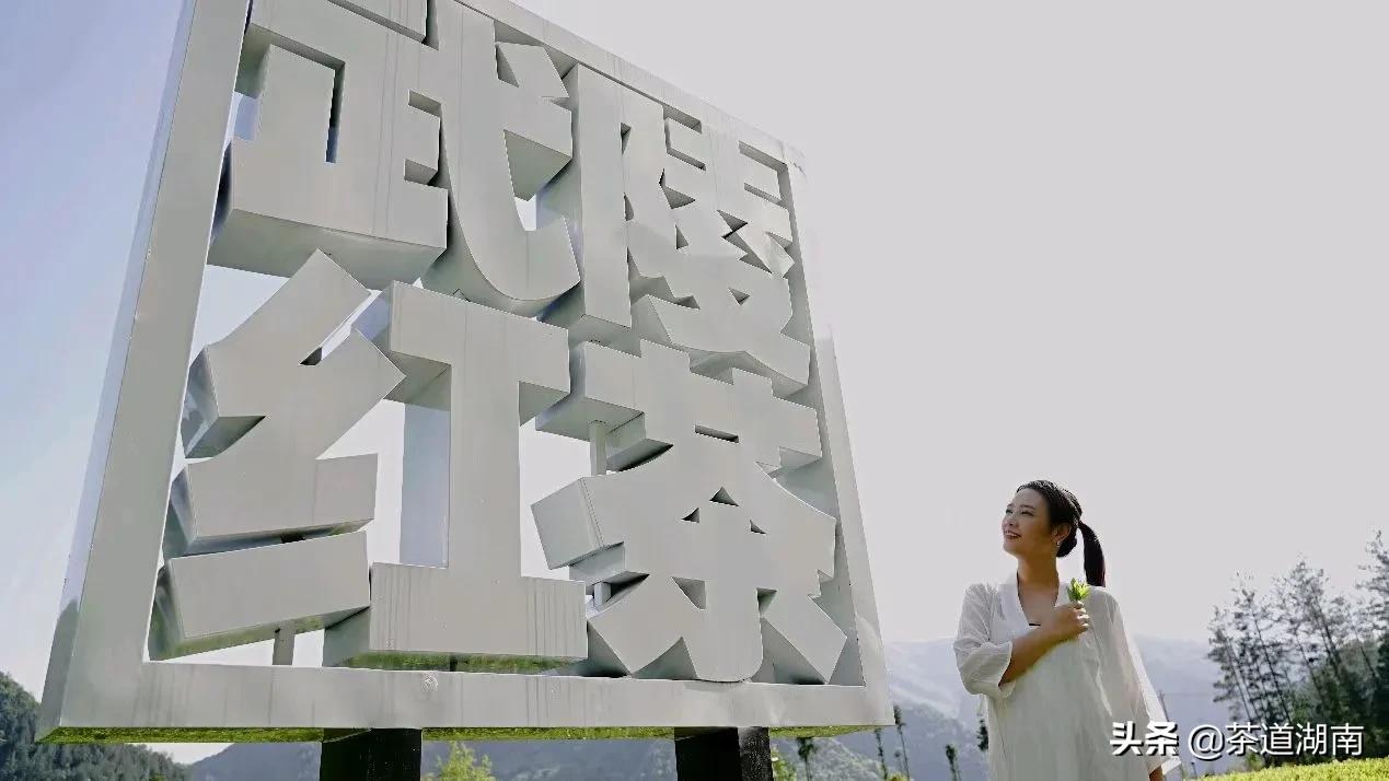 “武陵红考茶团”走进壶瓶山有机茶园(图6) “武陵红考茶团”走进壶瓶山有机茶园