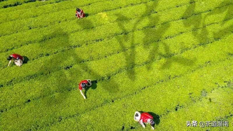 “武陵红考茶团”走进壶瓶山有机茶园(图9) “武陵红考茶团”走进壶瓶山有机茶园