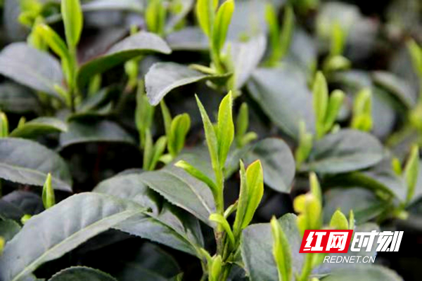 寻味丨跨越千年的味觉臻品“石门牛抵茶”