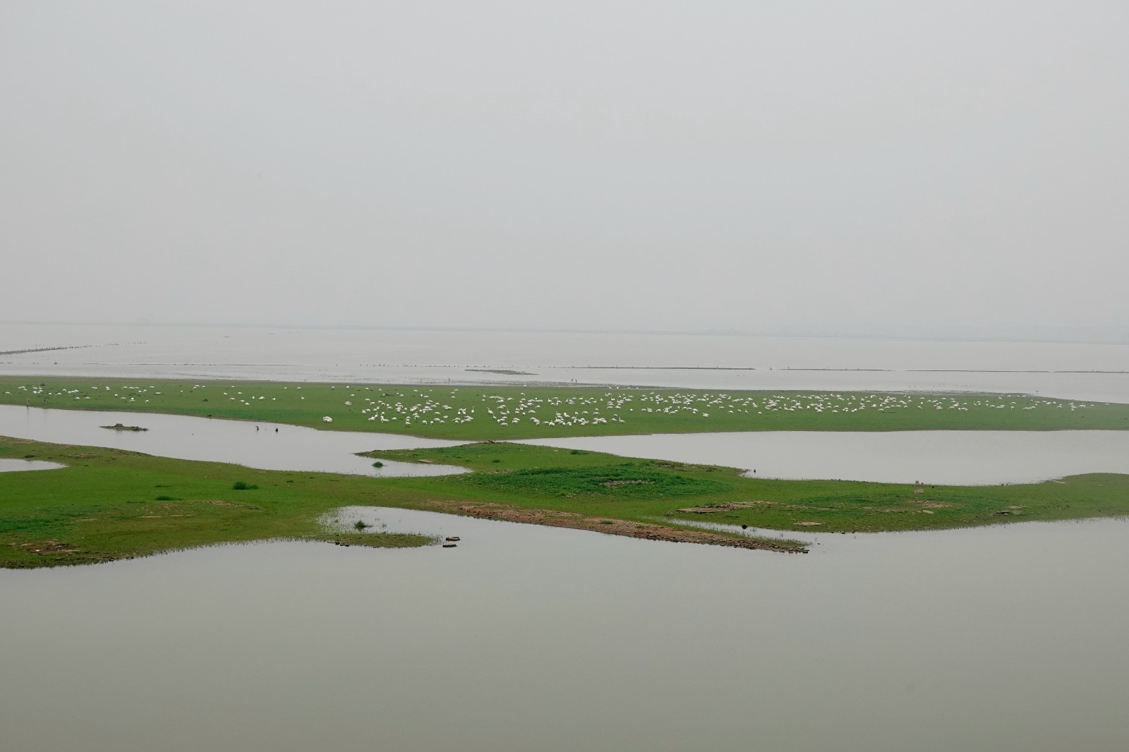 洞庭湖现“湿地草原” 数千只天鹅表演踏青赏春7.JPG 洞庭湖现“湿地草原” 数千只天鹅表演“踏青赏春”(图7)