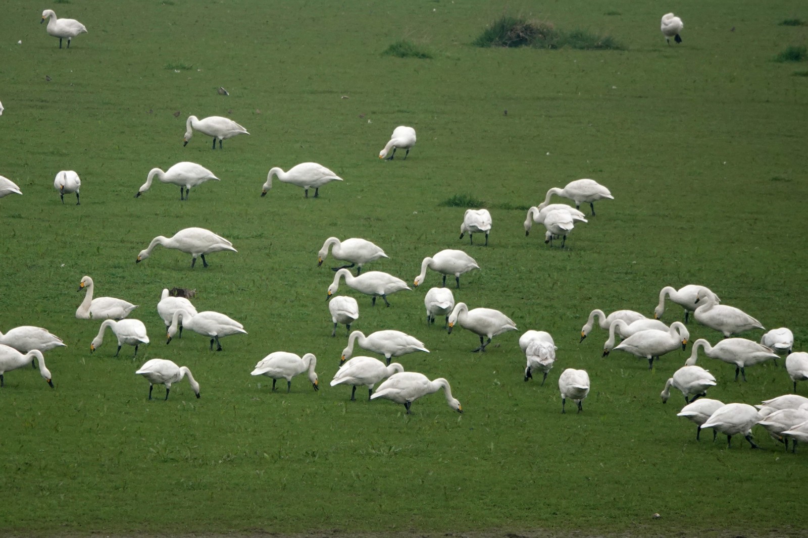 洞庭湖现“湿地草原” 数千只天鹅表演踏青赏春8.JPG 洞庭湖现“湿地草原” 数千只天鹅表演“踏青赏春”(图8)