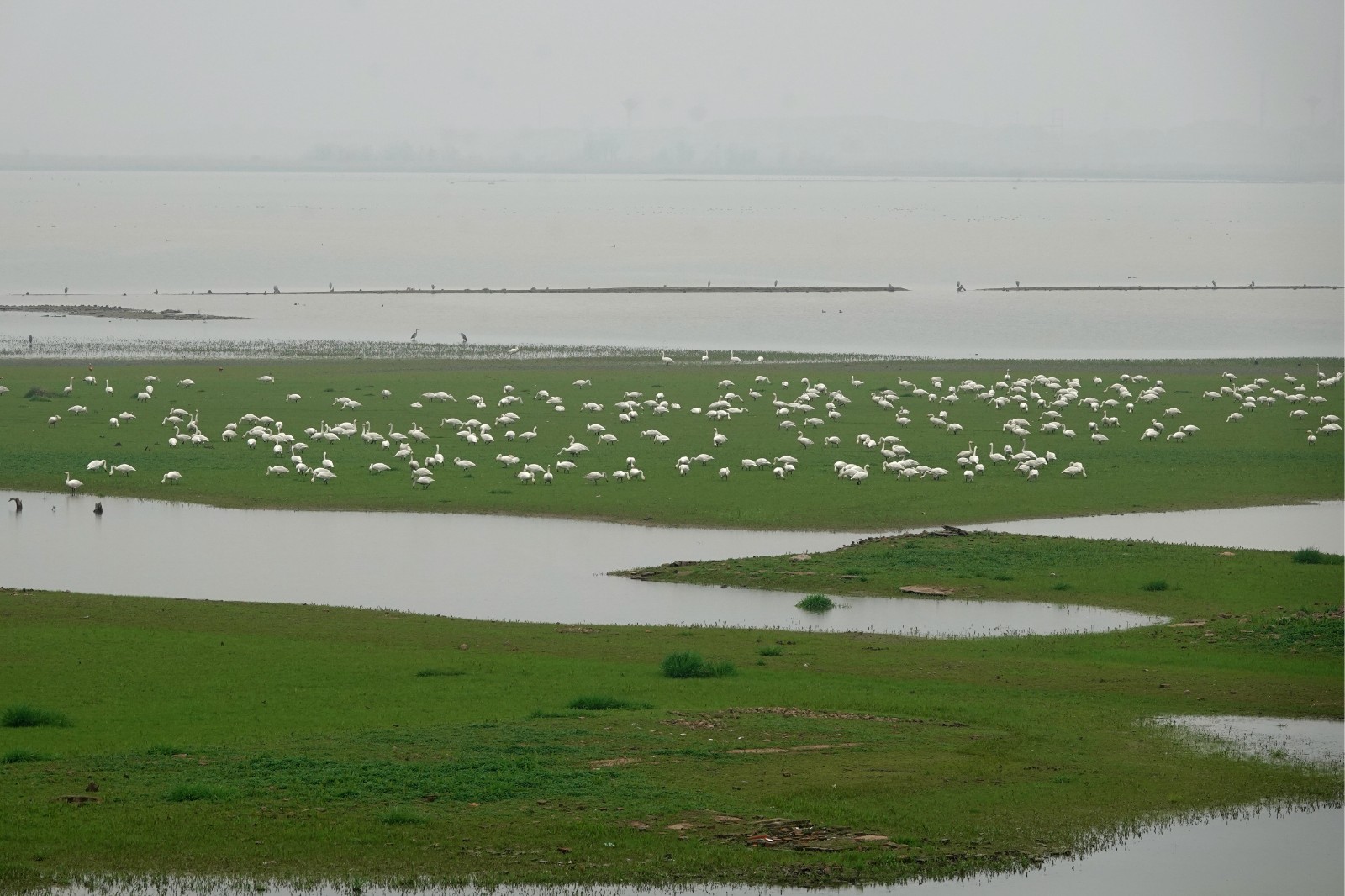 洞庭湖现“湿地草原” 数千只天鹅表演踏青赏春4.JPG 洞庭湖现“湿地草原” 数千只天鹅表演“踏青赏春”(图4)
