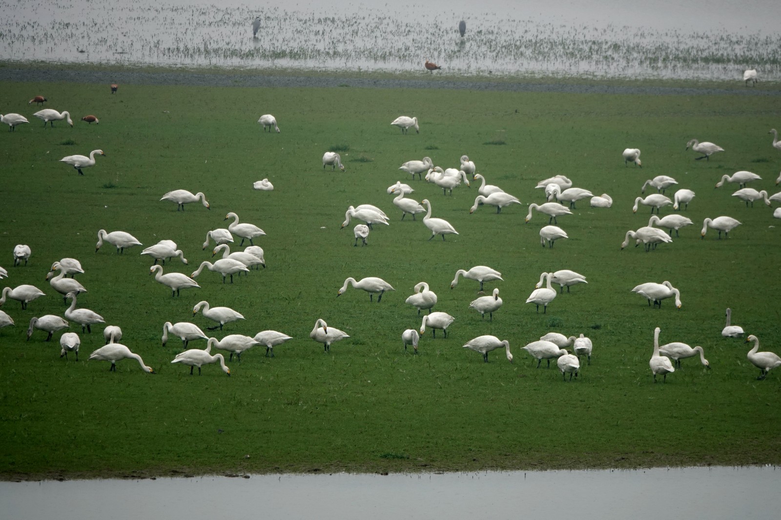 洞庭湖现“湿地草原” 数千只天鹅表演踏青赏春3.JPG 洞庭湖现“湿地草原” 数千只天鹅表演“踏青赏春”(图3)