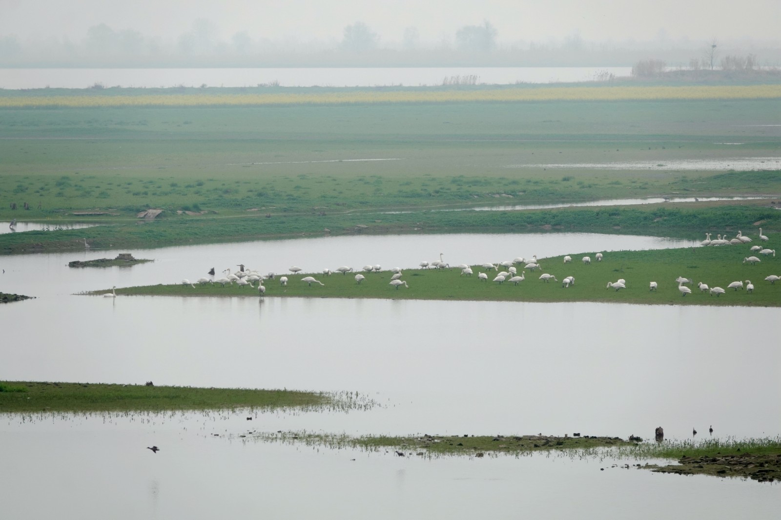 洞庭湖现“湿地草原” 数千只天鹅表演踏青赏春6.JPG 洞庭湖现“湿地草原” 数千只天鹅表演“踏青赏春”(图6)