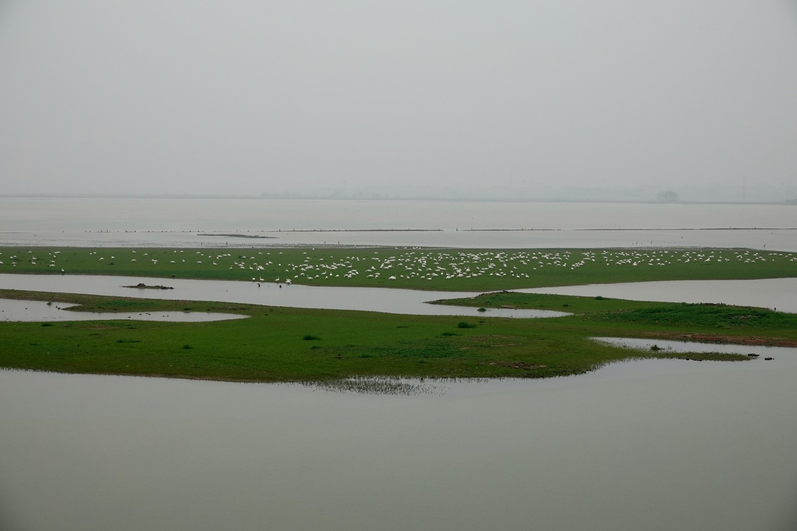 洞庭湖现“湿地草原” 数千只天鹅表演踏青赏春9.JPG 洞庭湖现“湿地草原” 数千只天鹅表演“踏青赏春”(图9)