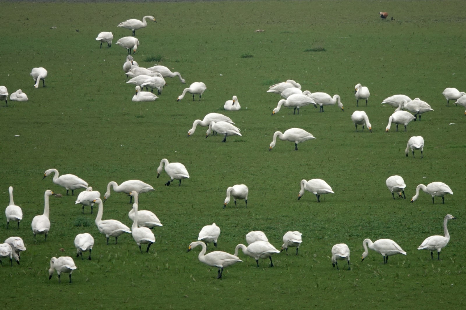 洞庭湖现“湿地草原” 数千只天鹅表演踏青赏春2.JPG 洞庭湖现“湿地草原” 数千只天鹅表演“踏青赏春”(图2)