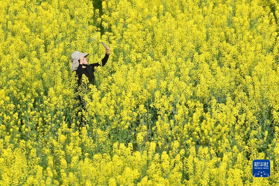 湖南常德:油菜花开迎客来(图6) 湖南常德:油菜花开迎客来(图6)