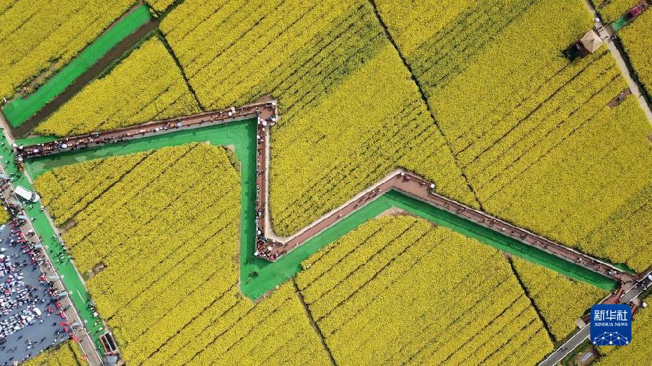 湖南常德:油菜花开迎客来(图2) 湖南常德:油菜花开迎客来(图2)