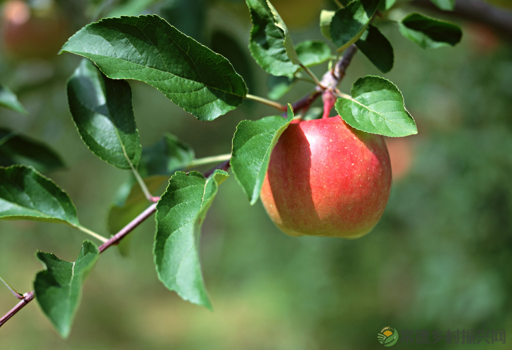 地理标志如何助力乡村振兴?知识产权法专家们这样说(图6) 微信图片_20230207205029.png