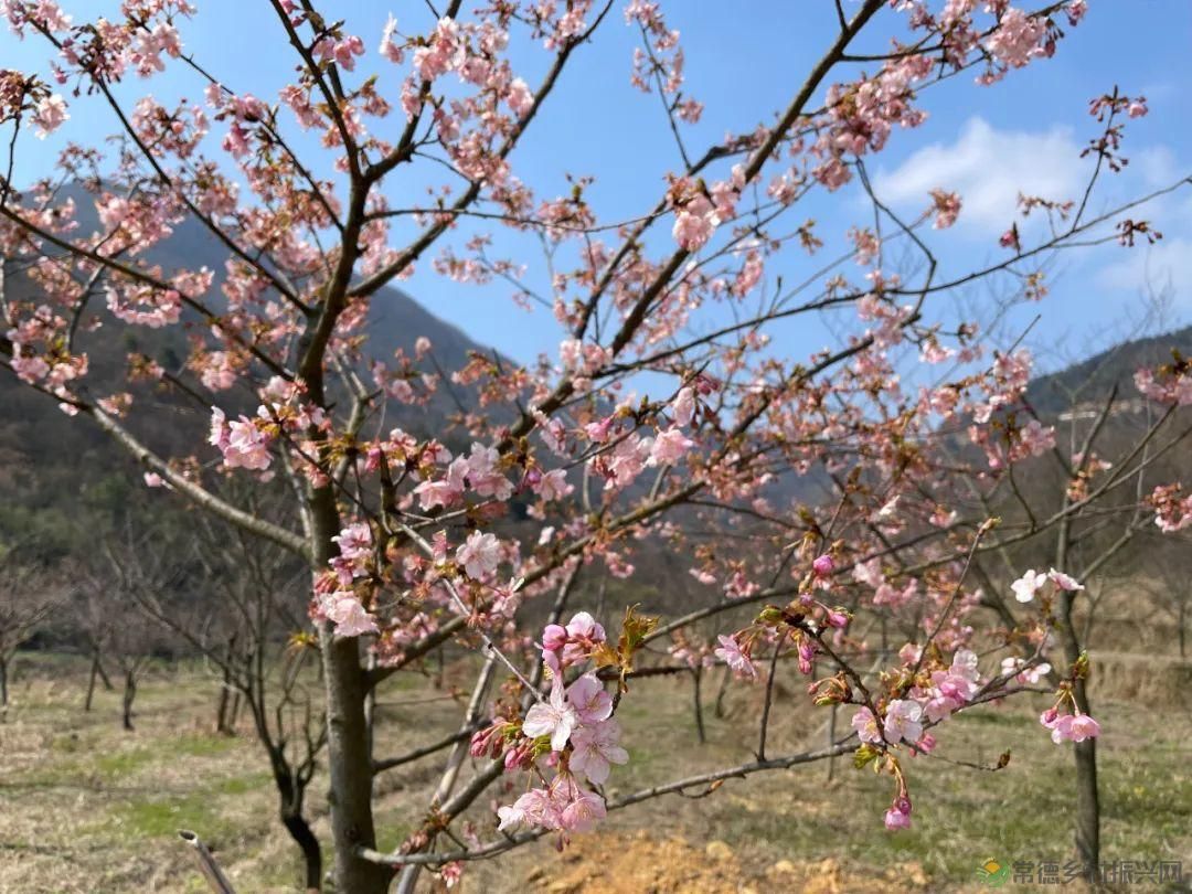 【寻美常德 · 茶】浮山野茗·一盏暖茶待君饮(图2) 【寻美常德 · 茶】浮山野茗·一盏暖茶待君饮(图2)