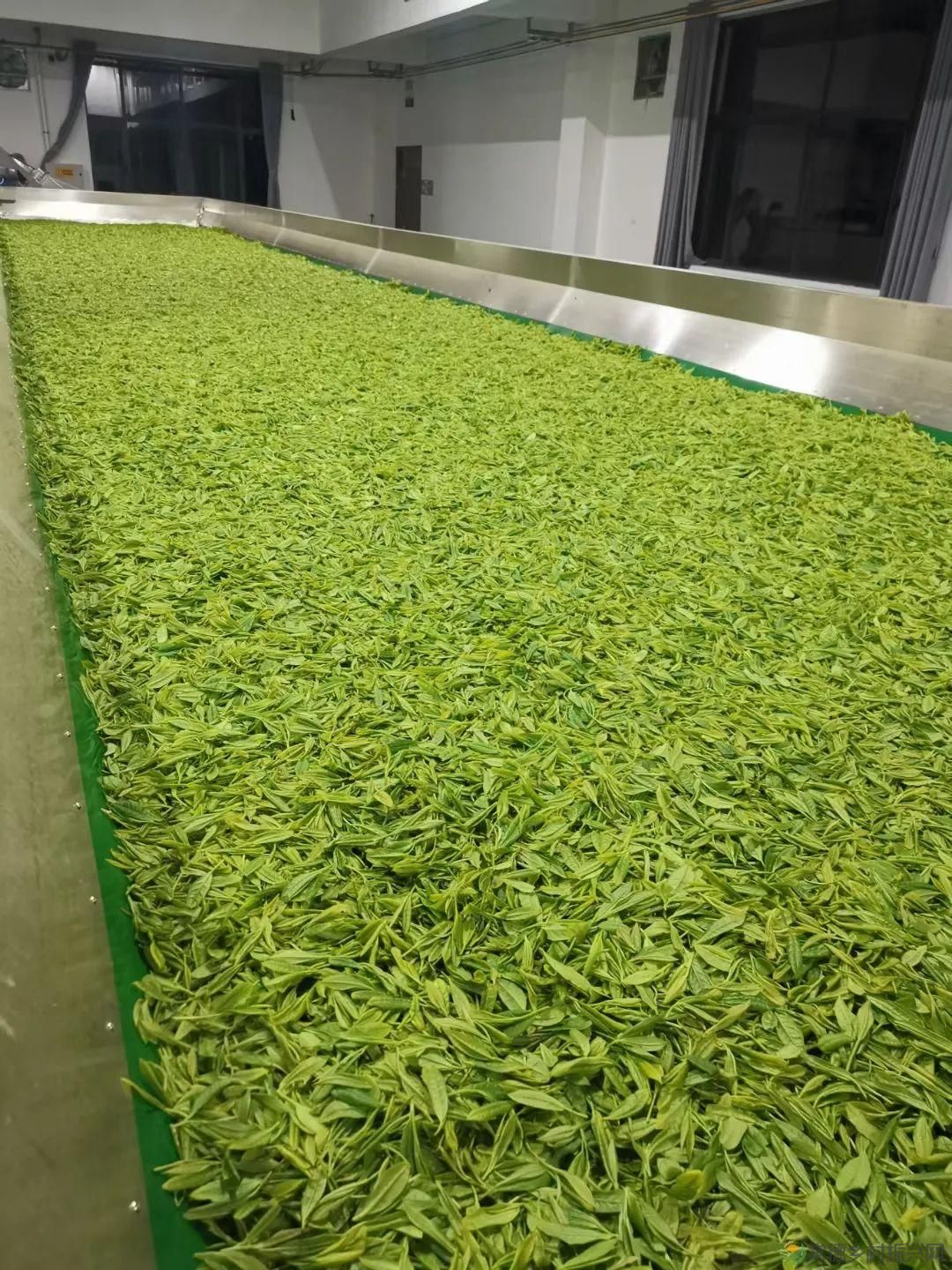 【寻美常德 · 茶】浮山野茗·一盏暖茶待君饮(图14) 【寻美常德 · 茶】浮山野茗·一盏暖茶待君饮(图14)