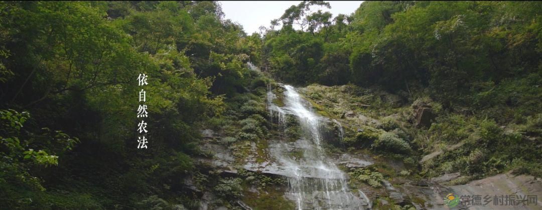 【寻美常德 · 茶】浮山野茗·一盏暖茶待君饮(图39) 【寻美常德 · 茶】浮山野茗·一盏暖茶待君饮(图39)