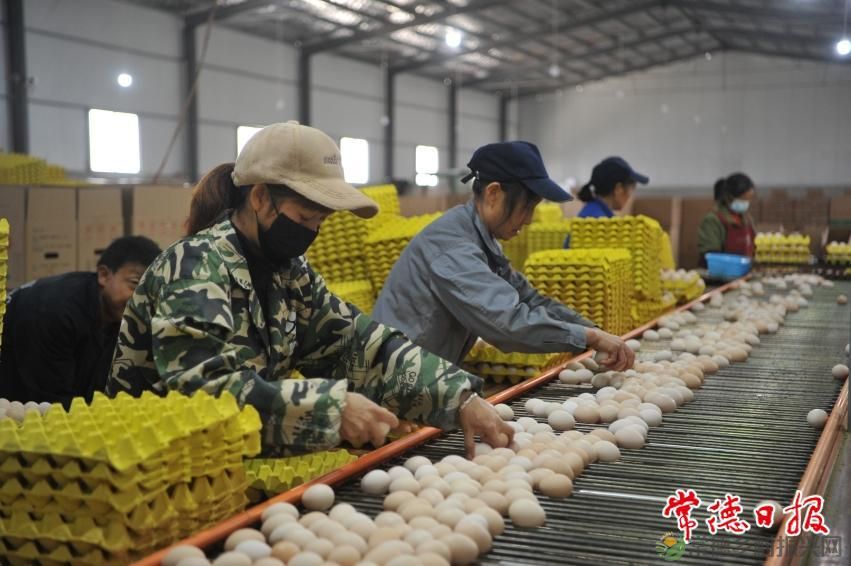 常德: 推进乡村振兴 建设农业强市 ——中央一号文件引起热烈反响(图4) 常德: 推进乡村振兴 建设农业强市 ——中央一号文件引起热烈反响(图4)