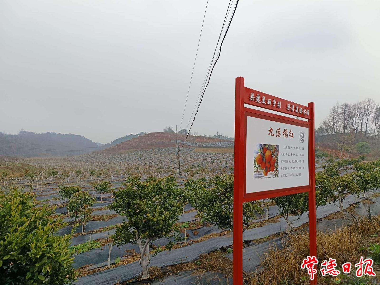 市农科院柚类种质资源增加新成员(图2) 微信图片_20230228175230.jpg