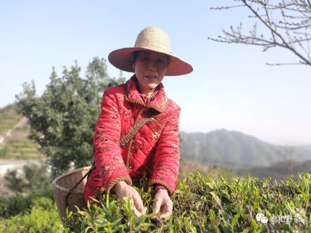 桃源山水一壶茶,里宝山上约起来(图10) 桃源山水一壶茶,里宝山上约起来(图10)