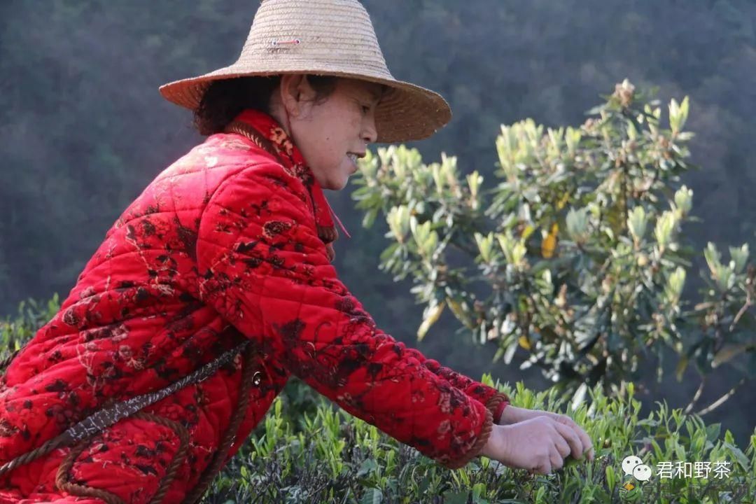 桃源山水一壶茶,里宝山上约起来(图16) 桃源山水一壶茶,里宝山上约起来(图16)